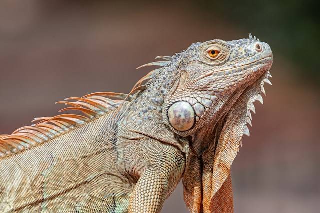 Ilustrasi Jenis Penyakit Iguana dan Cara Mengatasinya. Foto: dok. Unsplash/Steven HWG