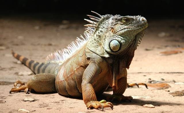 Ilustrasi cara melatih iguana ke toilet saat buang kotoran. Foto: Pixabay