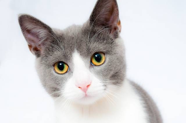 Ilustrasi penyebab suara kucing hilang. Foto: Pixabay