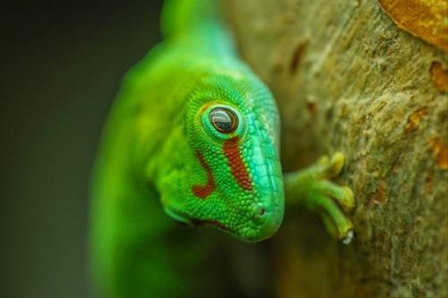 Ilustrasi Jenis Gecko Tokek Hias. Sumber: Unsplash