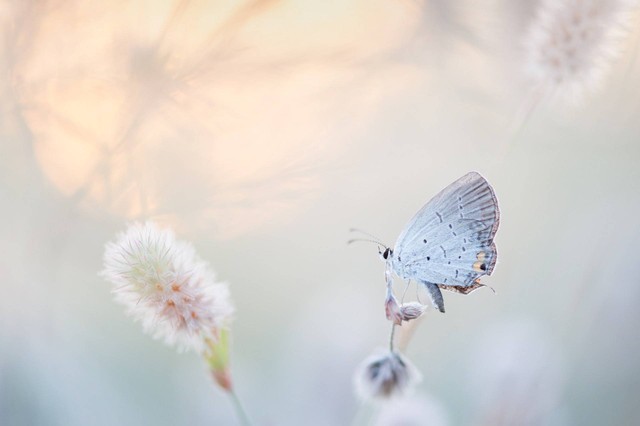 Ilustrasi fobia lepidopterophobia. Sumber foto: Unsplash