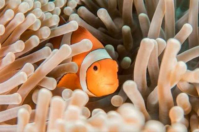 Ilustrasi Jenis Ikan Nemo. Sumber: Unsplash