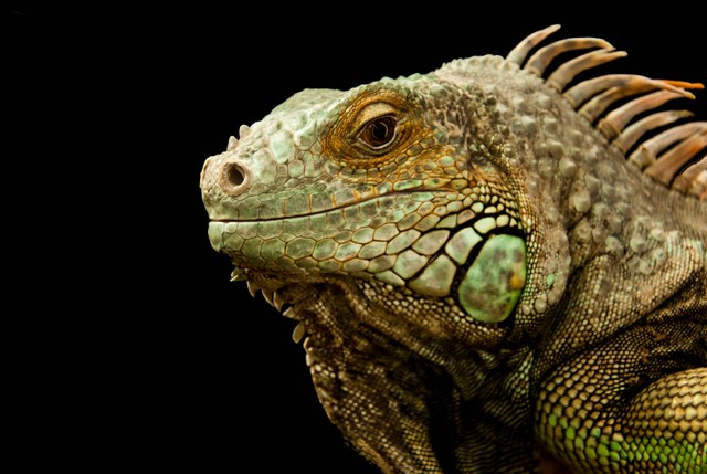 Ilustrsi: Jenis Reptil yang Dapat Dipelihara. Sumber: Nilina/Pexels.com