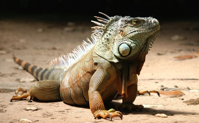 Ilustrasi: Cara Membedakan Iguana Jantan dan Betina. Sumber: Pixabay.com