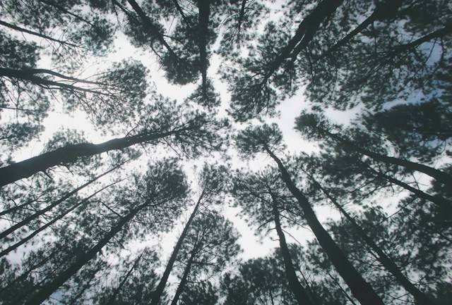 Puncak Pinus Becici. Foto hanyalah ilustrasi, bukan tempat yang sebenarnya. Sumber: Unsplash/Keong anggora