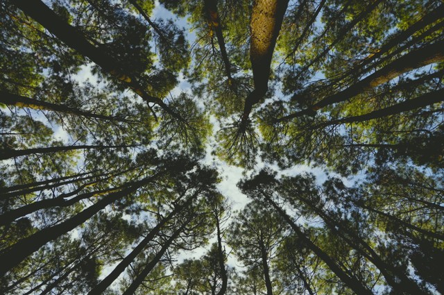 Hutan Pinus Asri, foto hanya ilustrasi, bukan tempat sebenarnya: Unsplash/Bobby Erwin Putra