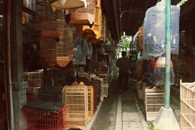 Pasar Hewan Jatinegara. Foto hanya ilustrasi, bukan tempat sebenarnya. Sumber foto: Unsplash/Dreamlike Street