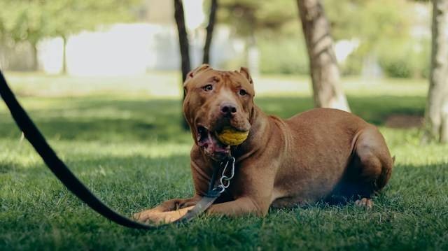 Dog food outlet untuk pitbull