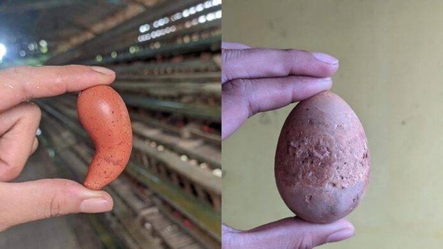 Warga Singkawang memanen telur ayam berukuran kecil hingga keras seperti batu. Foto: Dok. Istimewa