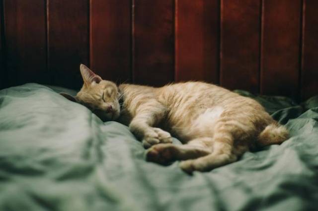 Ilustrasi penyebab kucing tidur terus, sumber foto: Dương Nhân by pexels.com
