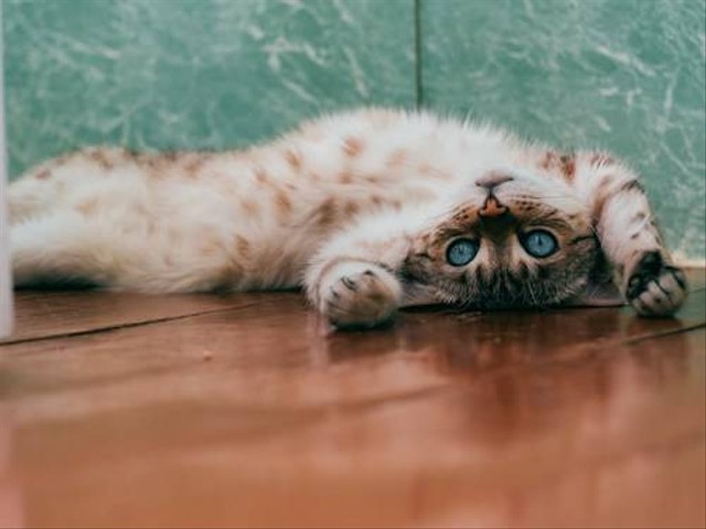 Ilustrasi Bahaya Obat Manusia untuk Kucing. Sumber: Unsplash