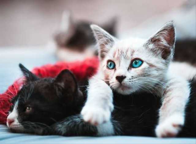 Ilustrasi Cara Mengatasi Luka Bakar pada Kucing. Sumber: Unsplash
