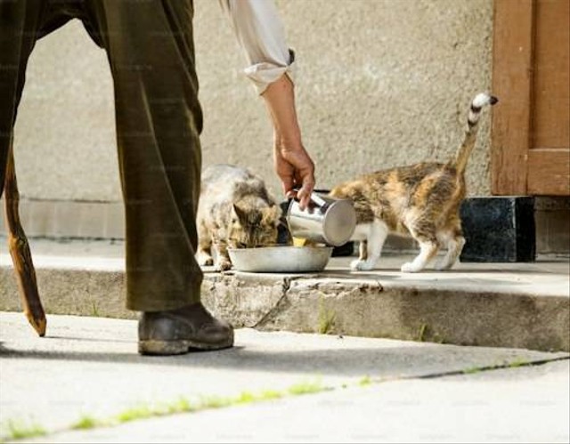 Ilustrasi Bahaya Kucing Makan Nasi. Sumber: Unsplash