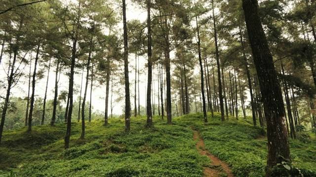 Hutan Cemara Sembung. Foto hanya ilustrasi bukan tempat sebenarnya. Sumber foto: Unsplash.com/Utsman Media