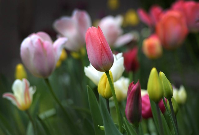 Ilustrasi fakta menarik bunga tulip. Sumber: pixabay 