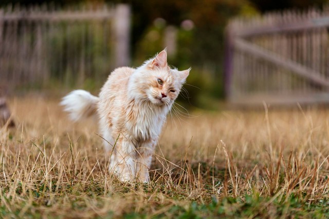 Ilustrasi kucing maine coon. Sumber foto: Unsplash