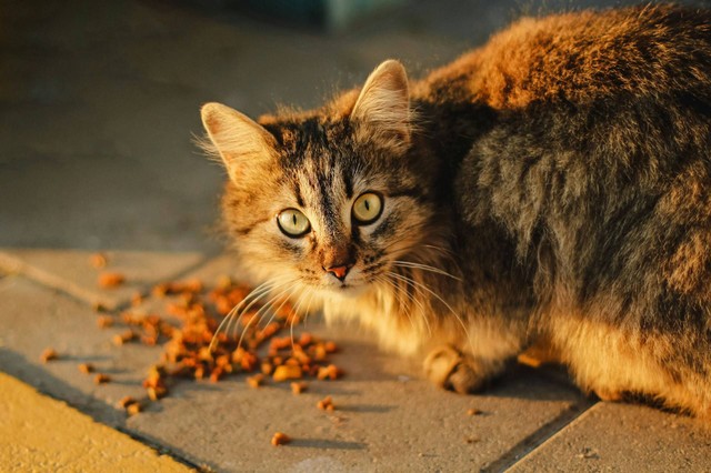 Ilustrasi makanan kucing maine coon. Sumber foto: Unsplash