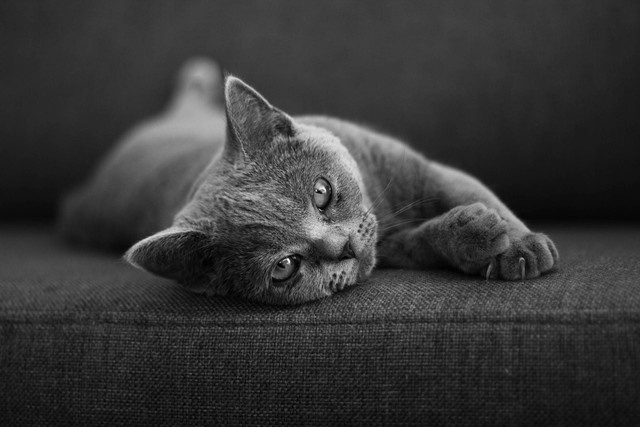 Ilustrasi ciri-ciri kucing british shorthair. Sumber foto: Unsplash 