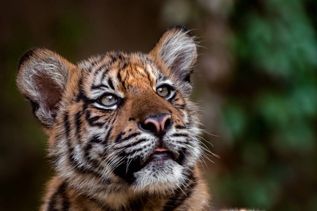 Ilustrasi bayi harimau sumatra. Foto: Josef_Svoboda/Shutterstock