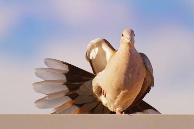 Ilustrasi Manfaat Memelihara Burung Puter di Rumah. umber Foto: Unsplash.com/Juan Ruano