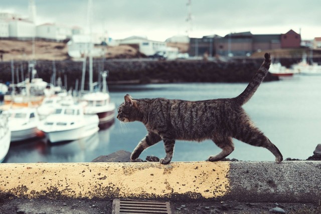 Ilustrasi kucing busok. Sumber foto: Unsplash