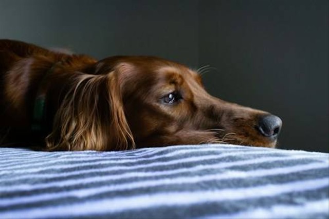 Ilustrasi Apakah Anjing Keracunan Bisa Sembuh? Sumber: Unsplash