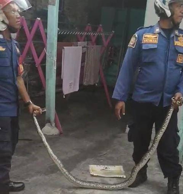 Ular sanca sepanjang 2 meter berhasil dievakuasi Dinas Damkarmat Lampung Selatan. | Foto: Dok istimewa