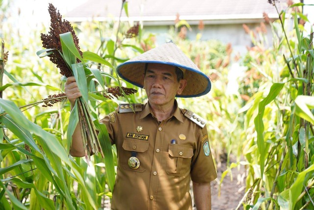 Pj Wali Kota Pontianak mengunjungi kebun Sorgum milik warga di Siantan, Pontianak. Foto: Dok. Pemkot Pontianak