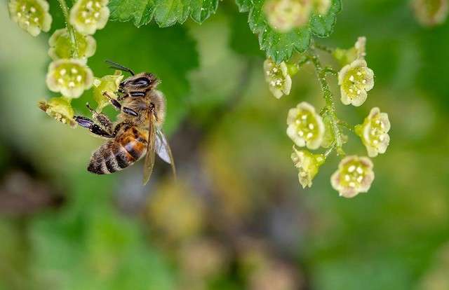 Ilustrasi siklus hidup lebah. Sumber: www.unsplash.com