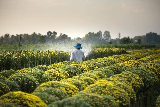 Mengapa penggunaan pestisida dapat mengancam keanekaragaman hayati. Sumber: pexels.com