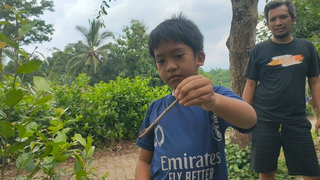 Seorang anak menunjukkan ulat bulu yang meresahkan warga Jember. Foto: Mili.id