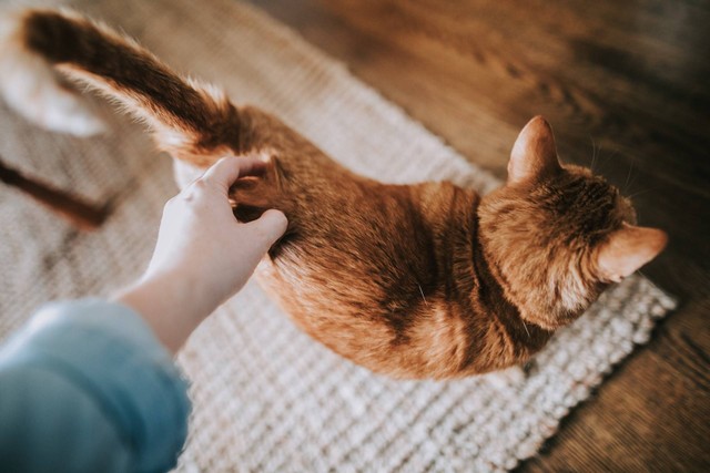 Ilustrasi ekor kucing. Sumber foto: Unsplash