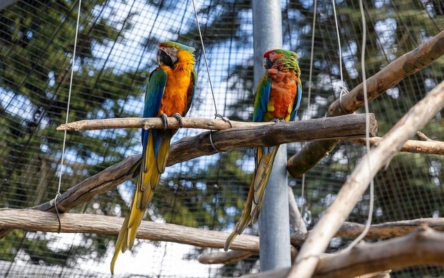 Ilustrasi harga burung macaw termurah. Sumber: Julius Weidenauer/pexels.com