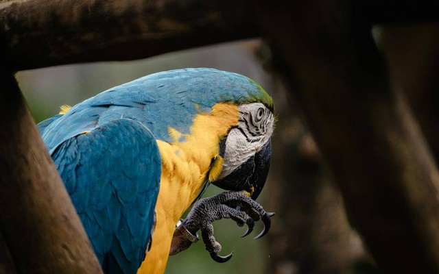 Ilustrasi harga burung macaw termahal. Sumber: Wallace Silva/pexels.com