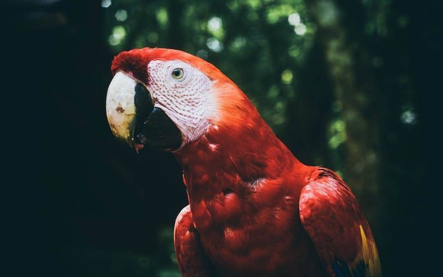 Ilustrasi fakta unik burung macaw. Sumber: Samson Bush/pexels.com