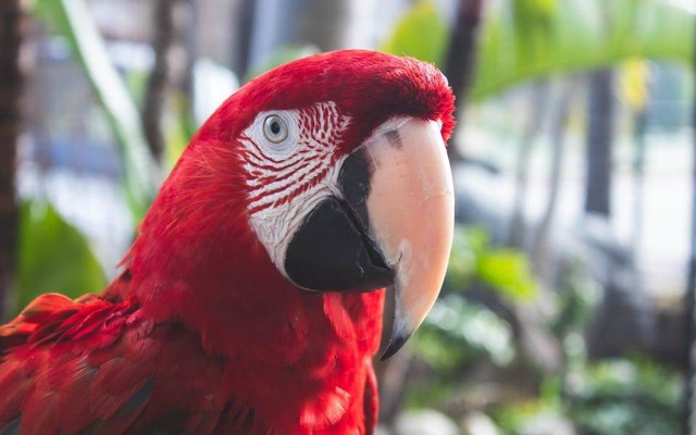 Ilustrasi cara merawat burung macaw. Sumber: Maritza/pexels.com