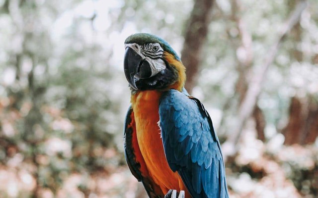 Ilustrasi makanan burung macaw. Sumber: Kadir Akman/pexels.com