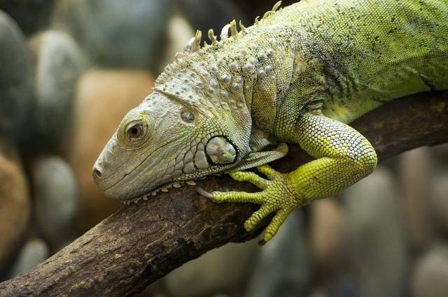 Ilustrasi fakta unik iguana. Foto: Pixabay