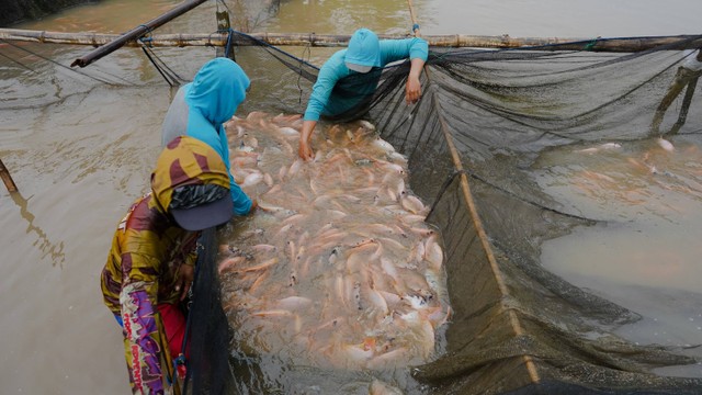 Ikan nila yang dibudidaya secara berkelanjutan menggunakan teknologi eFishery, menghasilkan ikan nila yang terjaga nutrisi dan kesegarannya. Foto: Dok. Istimewa