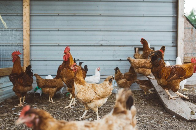 Ilustrasi cara memelihara ayam kampung. Sumber foto: Unsplash