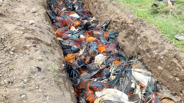 Pemusnahan ayam ras Filipina yang dilakukan oleh Balai Karantina Manado.