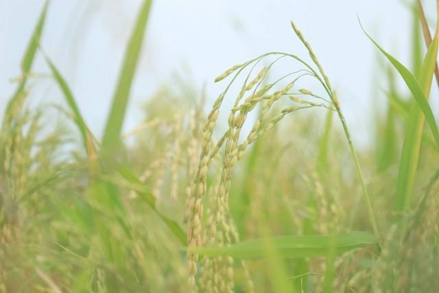 Contoh Rantai Makanan Ekosistem Darat. Foto hanya ilustrasi. Sumber foto: Unsplash/Mufid