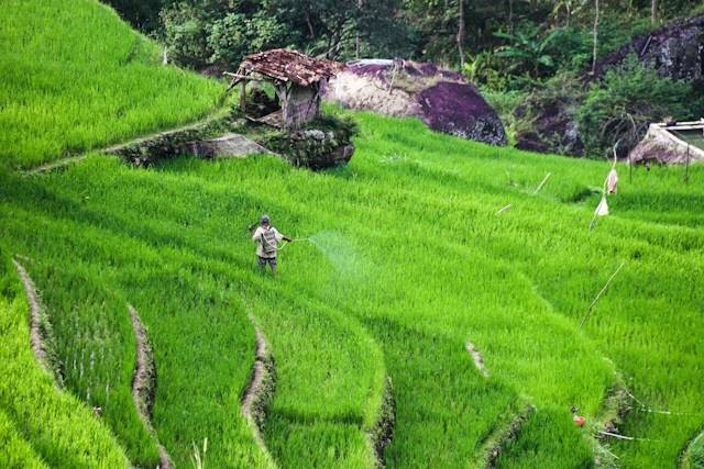 Erista Garden Jogja. Foto hanya ilustrasi bukan tempat sebenarnya. Sumber foto: Unsplash.com/Irgi Nur Fadil