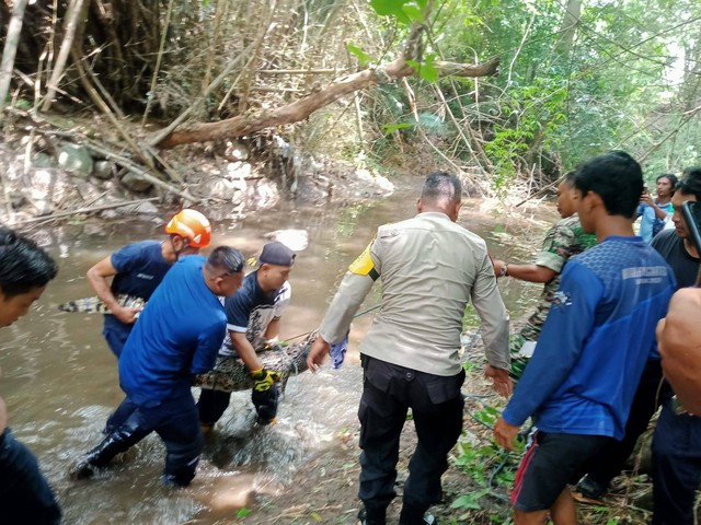 Proses evakuasi buaya di sebuah sungai di daerah Kalasan, Sleman, DIY, pada Jumat (26/1). Foto: Dok. Polsek Kalasan