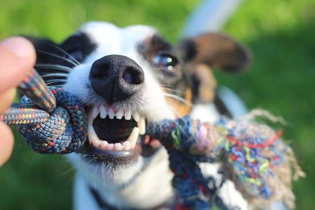Ilustrasi kenapa anjing tiba-tiba menggigit. Sumber: pixabay