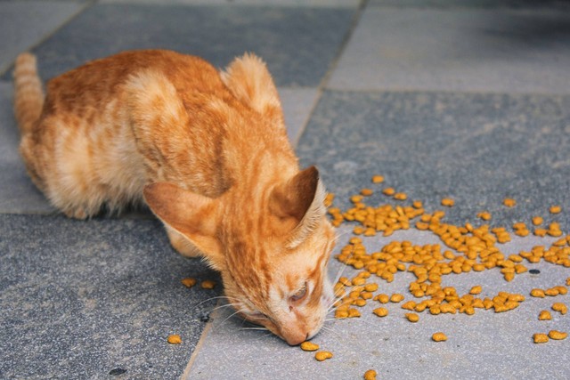 Ilustraasi kucing makan dry food. Sumber foto: Unsplash