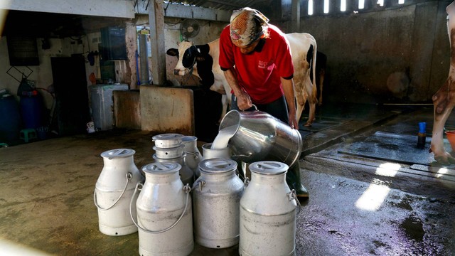 Peternak sapi lokal yang mendapat pelatihan dari MPDD. Foto: Dok. Nestle Indonesia