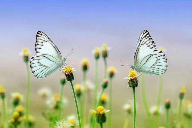 Ilustrasi fobia terhadap kupu-kupu. Foto: Pixabay