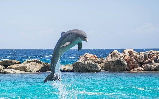 Ilustrasi mamalia laut terpintar. Sumber: pixabay