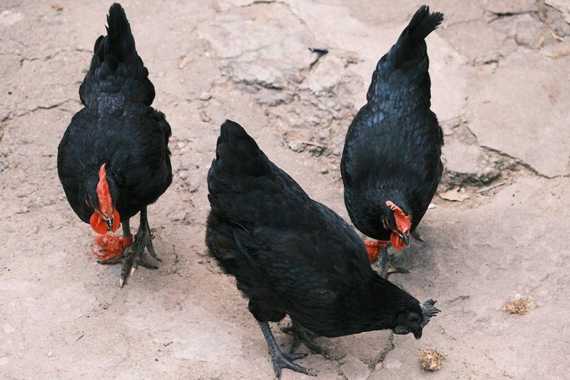 Ilustrasi makanan ayam cemani berkualitas tinggi. Sumber foto: pexels/big baby.